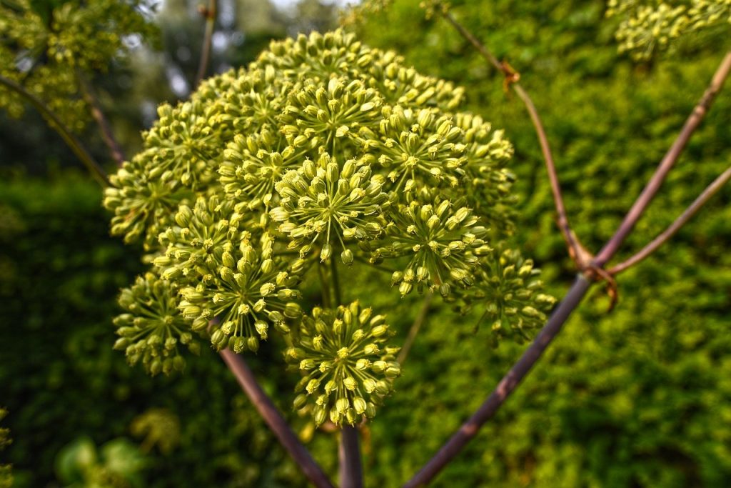 Plante d'Angélique dans un jardin